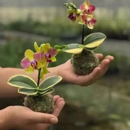 Mossball - Varigata Anggrek Bulan Mini Var Phalaenopsis Orchid