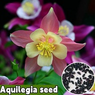 [พร้อมส่ง] คุณภาพสูง 150 เมล็ด Lou Doo เมล็ด เมล็ดดอกไม้ Aquilegia สีที่แตกต่างกัน หลอดไฟที่มีสีสัน พืชเมล็ดพันธุ์ดอกไม้ ต้นไม้มงคล ดอกไม้บอนไซราคาถูก ไม้ประดับหายาก ดอกไม้ที่สวยงาม Bonsai Spot Banana Bonsai Seeds เมล็ดพืชผัก ง่ายต่อการปลูกสามารถปลูกได้ใน