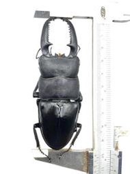 Dorcus titanus palawanicus.巴拉望巨扁鍬形蟲99mm