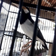 Diskon Burung Jalak Suren Betina Mapan Siap Kawin