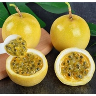 ANAK POKOK MARKISA JENIS PANAMA / PANAMA PASSION FRUIT PLANT
