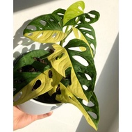 Monstera Adansonii Varigata Kuning / Janda Bolong Varigata Kuning / Mo