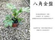 心栽花坊-八角金盤/5吋盆/觀葉植物/室內植物/綠化植物/售價200特價180