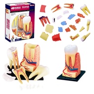 4D Master Puzzle Assembling Toys Human Teeth Organ Anatomy Model Teaching DIY Science Equipment