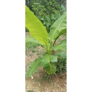 ANAK POKOK PISANG EMAS