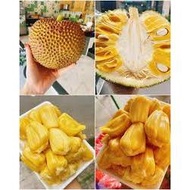 Combo of 3 jackfruit trees (hat tree)