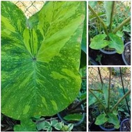 COLOCASIA MELODI SOUR BAJU ASKAR