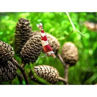 ALDER CONES Dried Pine CONES (Erlenzaphen) - Stress Relieving Pine CONES for Shrimp Aquarium (bag of