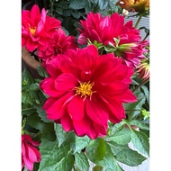 Dahlia Flower - Dahlia Flower (Random Color)