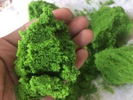Wolffia MURAH 2 kg Pakan ikan dan ternak