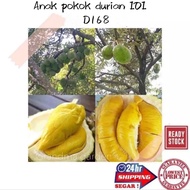 (gg real plant) anak Pokok durian IOI @D168 ^  hajah hasmah mas muar hybrid premium quality cpt berbuah sihat kebun