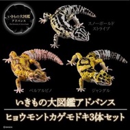 守宮生物大圖鑑 蜥蝪 壁虎 1set 3款 生物之大圖鑑 爬蟲動物 扭蛋 豹紋 Gashapon Bandai 全新