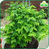 Super leafy Malabar spinach seeds, grow well