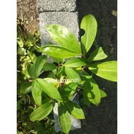 Pokok Spiralis Hutan [Pokok Hidup]