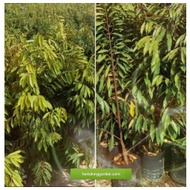 Anak Pokok 4 Feet Durian Musang King Hybrid (16x14 Weight 25 Kg 2 Years Old) BIG TREE SERIES