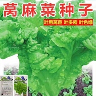 Coriander Seed Summer Autumn Vegetable Seed Lettuce