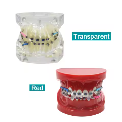 Orthodontic Teeth Model Dental Typodont Orthodontic Teeth Model 1:1 Standard Demo Dental Supplies