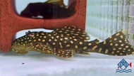 Pleco L007 /Live Fish/Pleco/Freshwater银河坦克异型/异型鱼/活鱼(Sin Quan Aquaculture Enterprise)