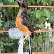 Burung Murai Batu Trotol Jantan Ring Apbn Ready Kak