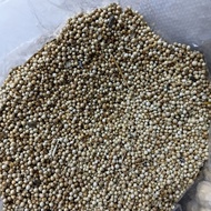 Coriander kitchen spice coriander seeds
