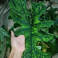 Bonggol Alocasia Jacklyn Alokasia