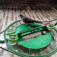 burung tekukur pikat suara kuk 1 kadang kuk 2 burung sesuai di gambar