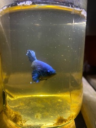 ปลากัดสีน้ำเงิน