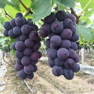 Ready Stock Fast Shipping Fruit Tree Seeds Kyoho Grape Seeds Grape Seeds Fruit Grape Seeds Grape Tre