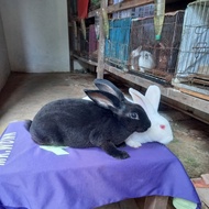 Bunny 🐰 Kelinci Rex bulu karpet remaja sepasang (1).