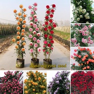 [Fast Grow] 100 Seeds Colorful Climbing Rose Seeds for Planting Gardening Flower Seeds Funny Climbing Plant Seeds Live Plants Air Plant Seeds Rose Plants for Sale Vegetable Home &amp; Garden Decor Gardening Bonsai Seeds Mayana Plants Easy To Grow In Singapore