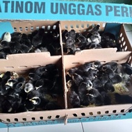 DOC Ayam Kampung Unggul Jatinom 1 Box 100 Ekor
