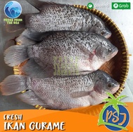 FRESH Ikan gurame segar 1Kg isi 3-4Ekor | Ikan gurame fresh air tawar