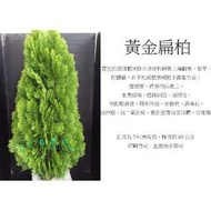 心栽花坊-黃金扁柏(7吋美植袋80cm)售價400特價350