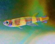 【成崧水族】斑節鱂 斑節鱂魚 小型魚 熱帶魚 觀賞魚