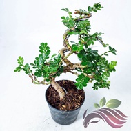 [Bonsai] Mini bonsai rosita deco garden real live plant 一粒金盆栽植物 by LS Group