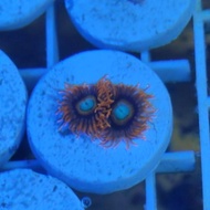 Premium Zoa Zoanthid Tequila Terbaik 100% Original