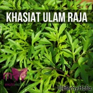 Ulam Raja/Ulam Raja.