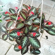 Paket 2 Tanaman Hias Episcia Coklat Hijau / Episcia Beludru