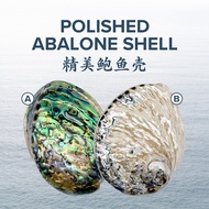 Polished Abalone Shell
