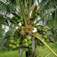 PROMO 3 paket bibit kelapa pandan wangi entog wulung genjah super