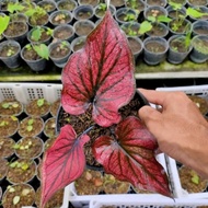 tanaman hias caladium red stone (Thailand series)