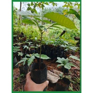 Anak pokok matoa/Longan brazil/Buah 3rasa. Saiz +-1kaki(+-30cm)