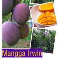 Mangga Irwin Hybrid.