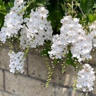 （现货）白色蕾丝金露花盆栽蓝精灵庭院花园多年生四季青木本植物耐热耐晒