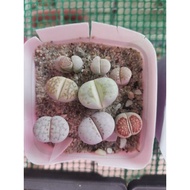 Lithops mixed colour 混色生石花 1.0-1.5cm