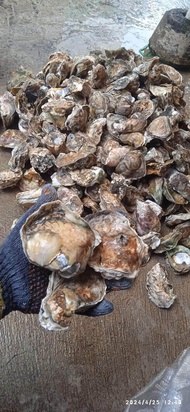 Kerang Tiram Oyster Hidup 1 kg