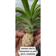 Nanas Batu rawatan tradisional batu karang