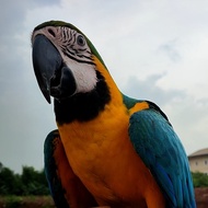 Burung Jinak Blue and Gold Macaw macau