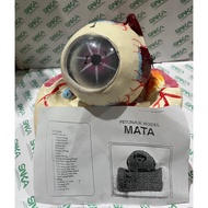 MATA Human eye model torso eye mannequin eye educational props