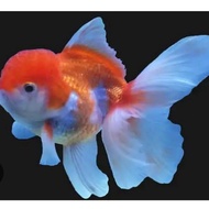 ikan mas koki oranda RW 7-8cm hiasan aquarium aquascape